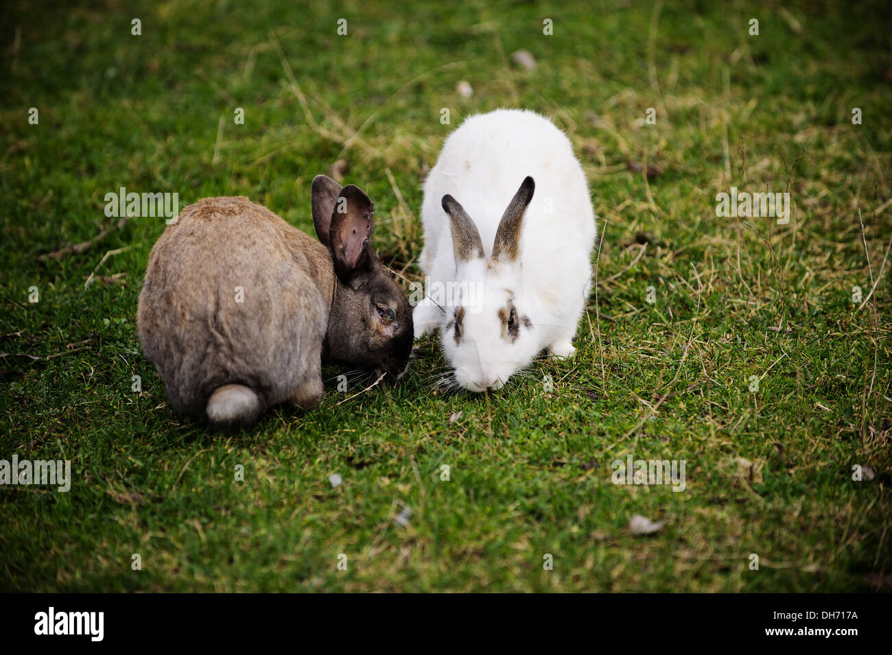 Easter bunny on easter meadow with daffodils hi-res stock photography ...