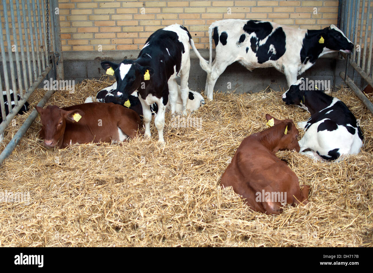 mixed breed of calfs Stock Photo