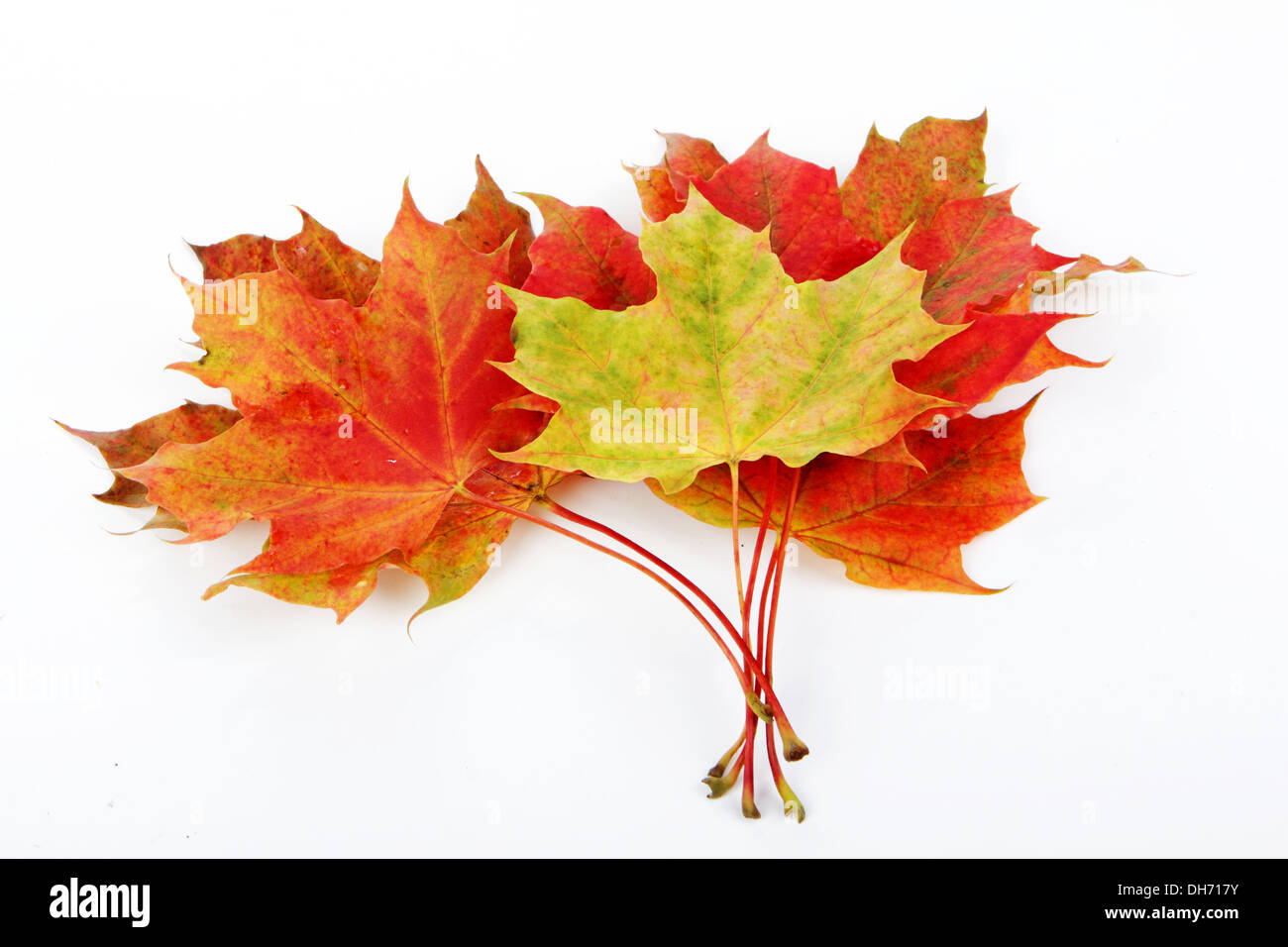 Autumn leaves isolated with white background Stock Photo - Alamy