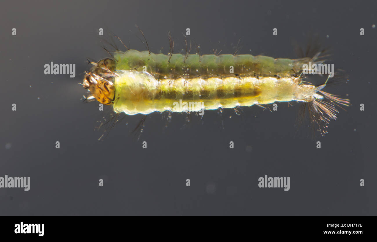 Anopheles Mosquito Eggs