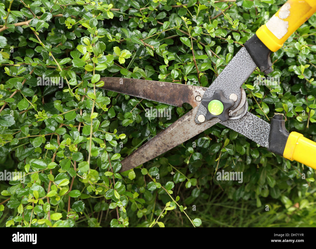 trimming bushes with garden scissors Stock Photo Alamy