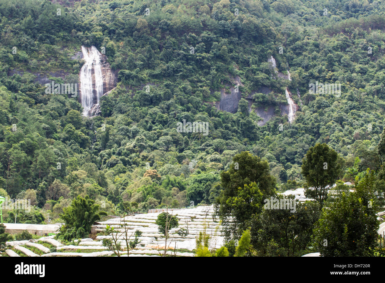 Hmong' garden farm near siribhum waterfall Stock Photo