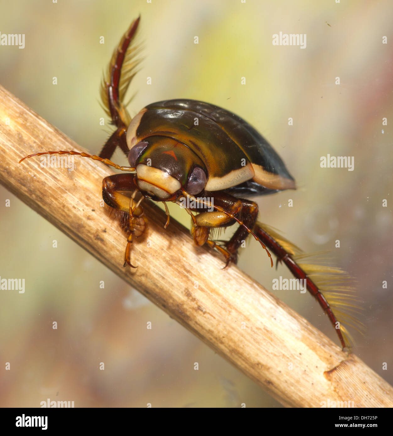 A black bellied diving beetle underwater. Taken in a photographic aquarium and returned to the wild unharmed Stock Photo