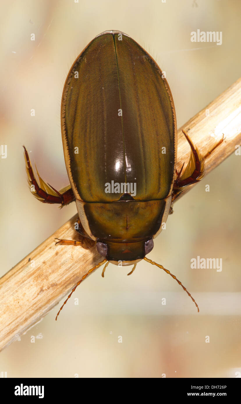 A black bellied diving beetle underwater. Taken in a photographic aquarium and returned to the
