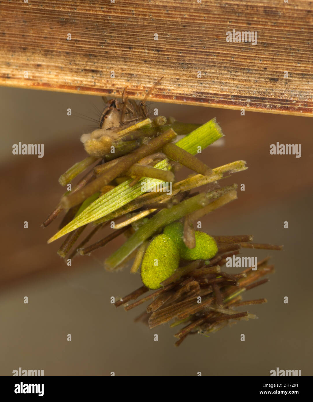 Limnephilus Caddisfly larvae underwater. Taken in a photographic