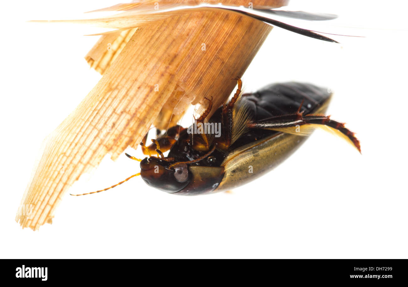 colymbetes fucus diving beetle underwater on white background Taken in a photographic aquarium and returned to the wild unharmed Stock Photo