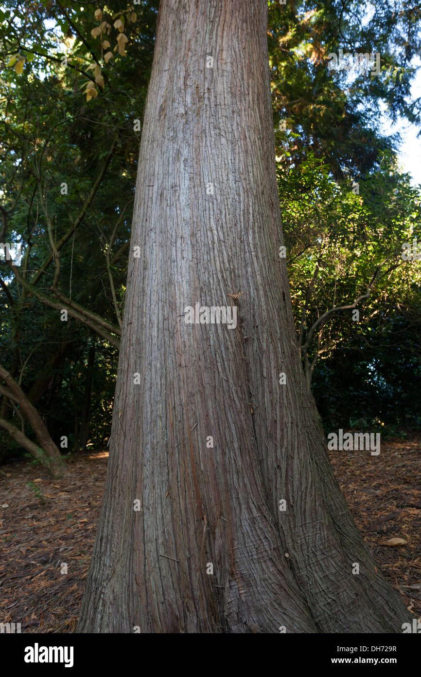 Trunk of a Douglas Fir tree at the Washington Park Arboretum - Seattle, King County, Washington, USA Stock Photo