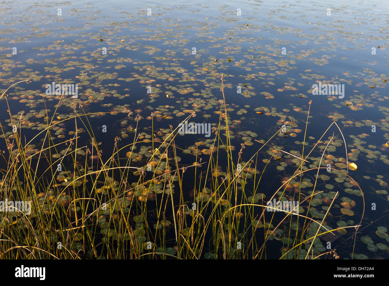 Aquatic plants in Lake Washington at sunset Washington Park Arboretum, Seattle, King County