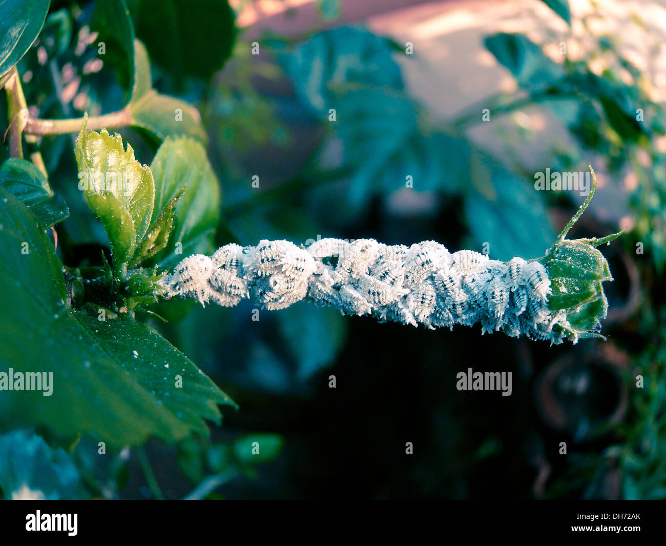 Cotton Mealy bugs, Homoptera Pseudococcidae Stock Photo Alamy