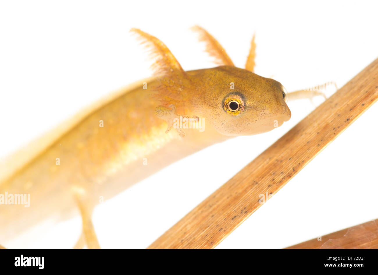 Smooth or Common newt tadpole underwater.  Taken in a photographic aquarium and returned to the wild unharmed. White background Stock Photo