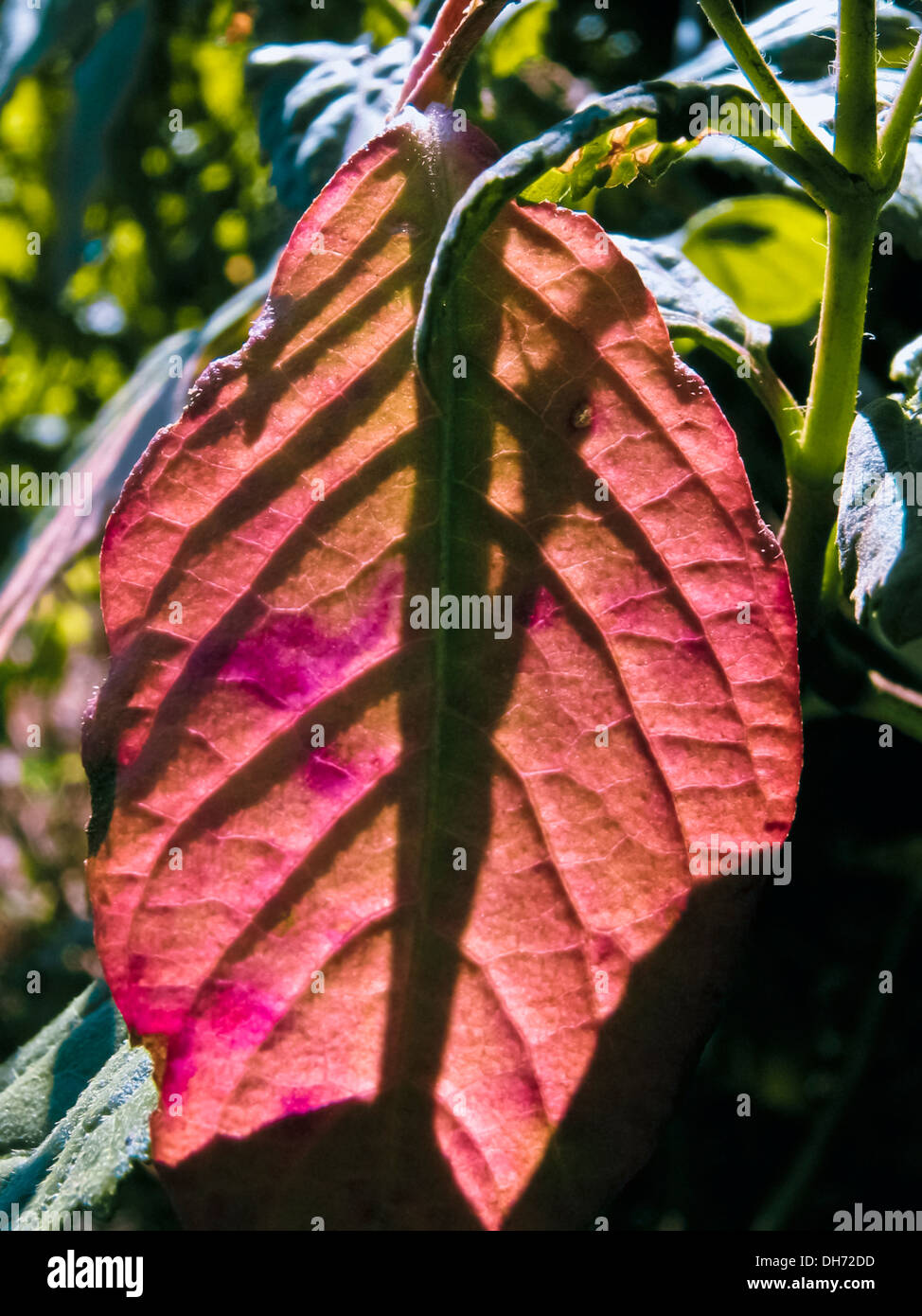 Sunlight falling on the leaves of a Mountain Barleria, Barleria Montana, Dongari koranti Stock Photo
