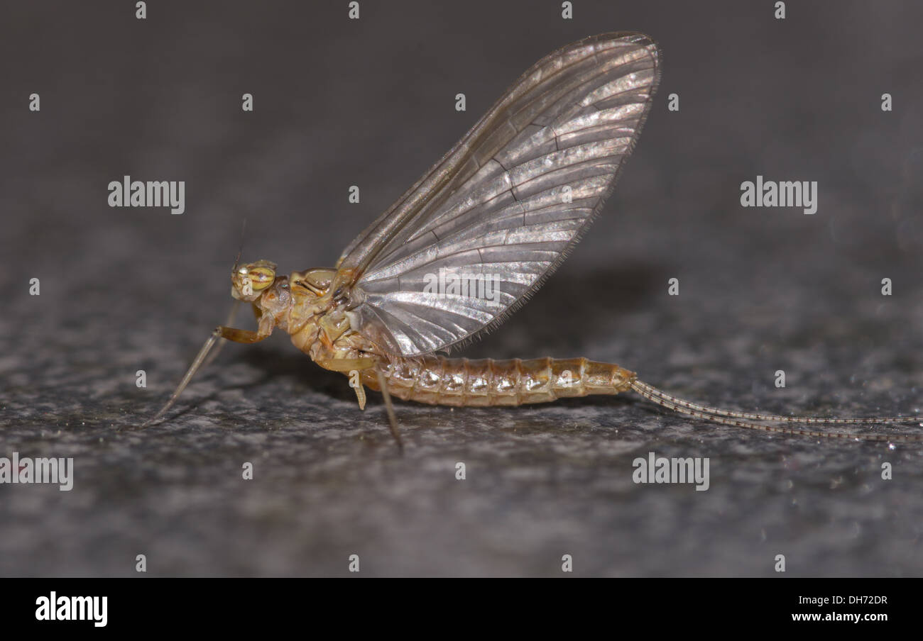 A recently emerged adult pond olive mayfly Stock Photo