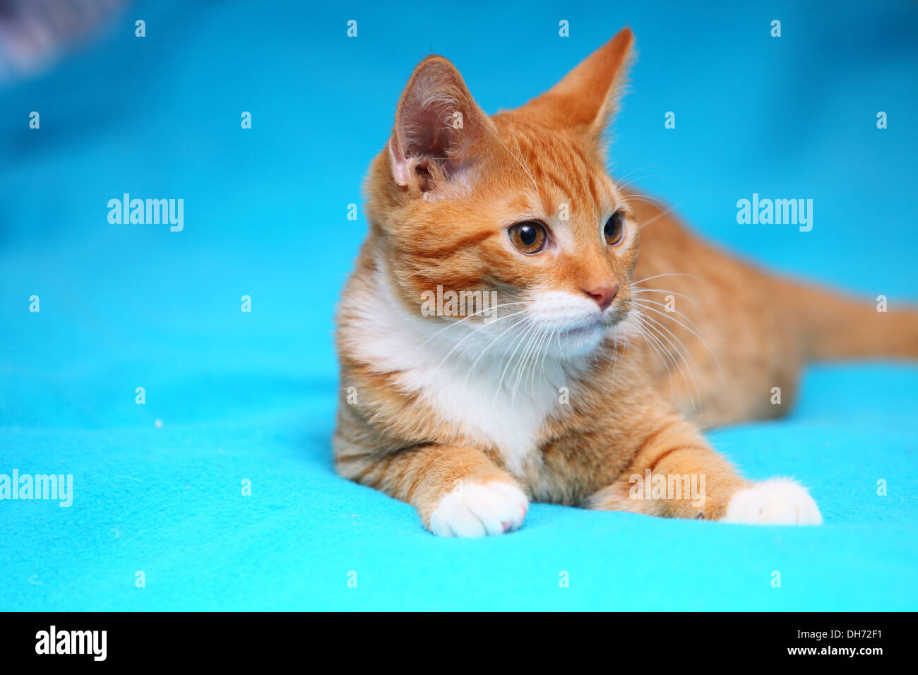 Animals at home. Red cute little baby cat pet kitten laying on bed