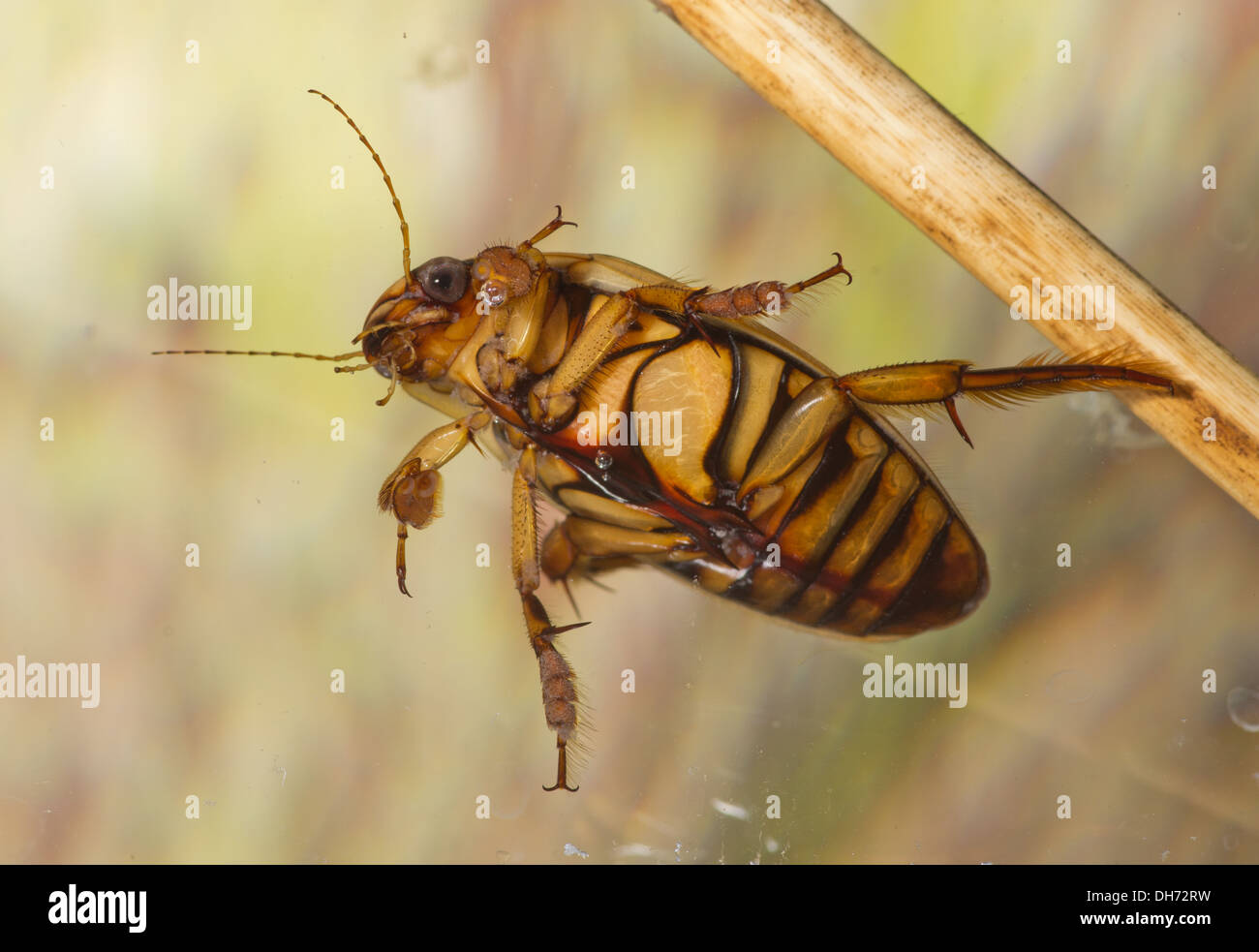 A wasp great diving beetle Dytiscus circumflexus underwater. Taken in a photographic  aquarium and returned to the wild unharmed Stock Photo