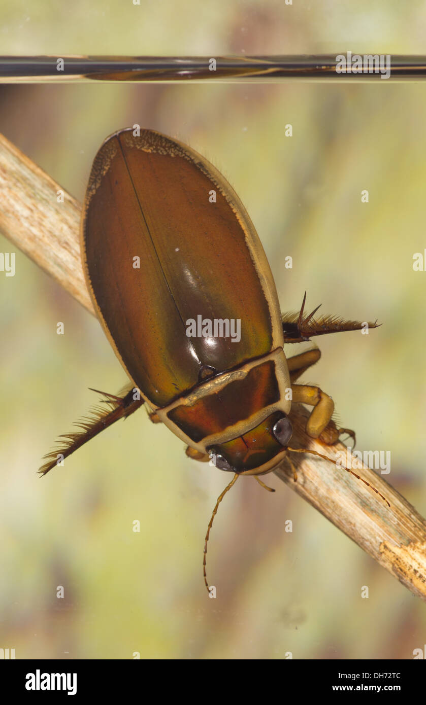 A wasp great diving beetle Dytiscus circumflexus underwater. Taken in a photographic  aquarium and returned to the wild unharmed Stock Photo