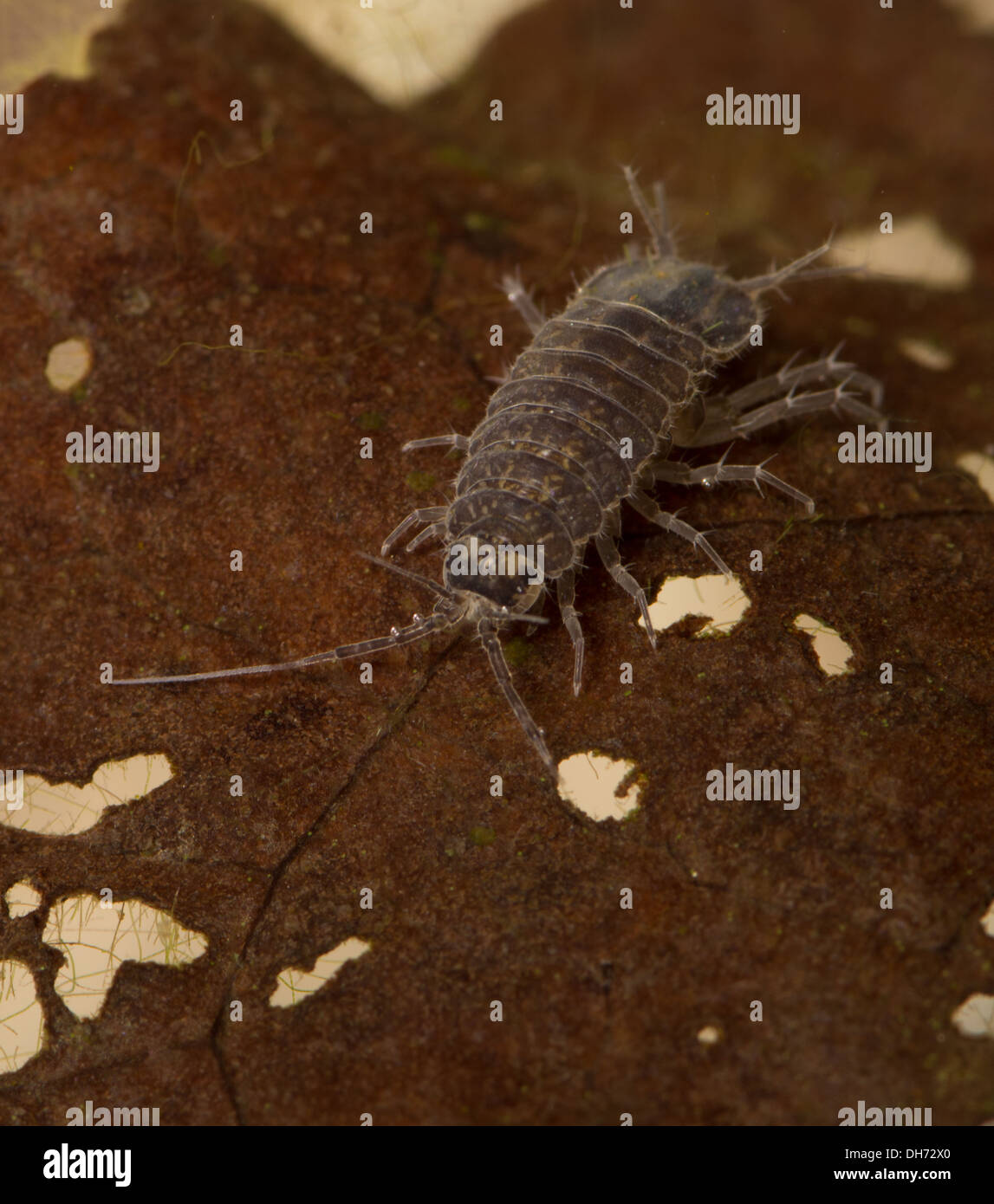 Water hog louse hires stock photography and images Alamy