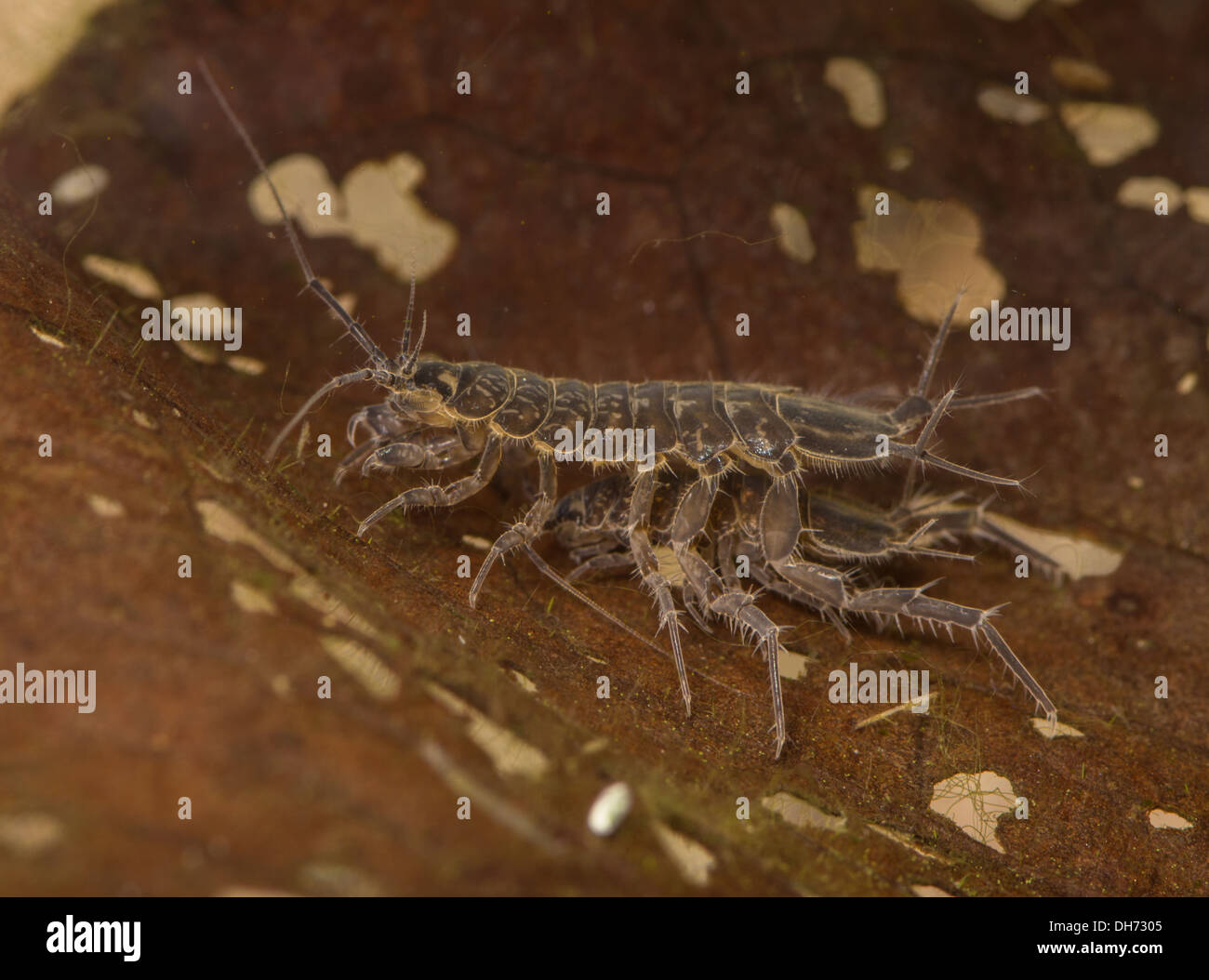 Water hog louse crawling over leaf underwater. Taken in Photographic