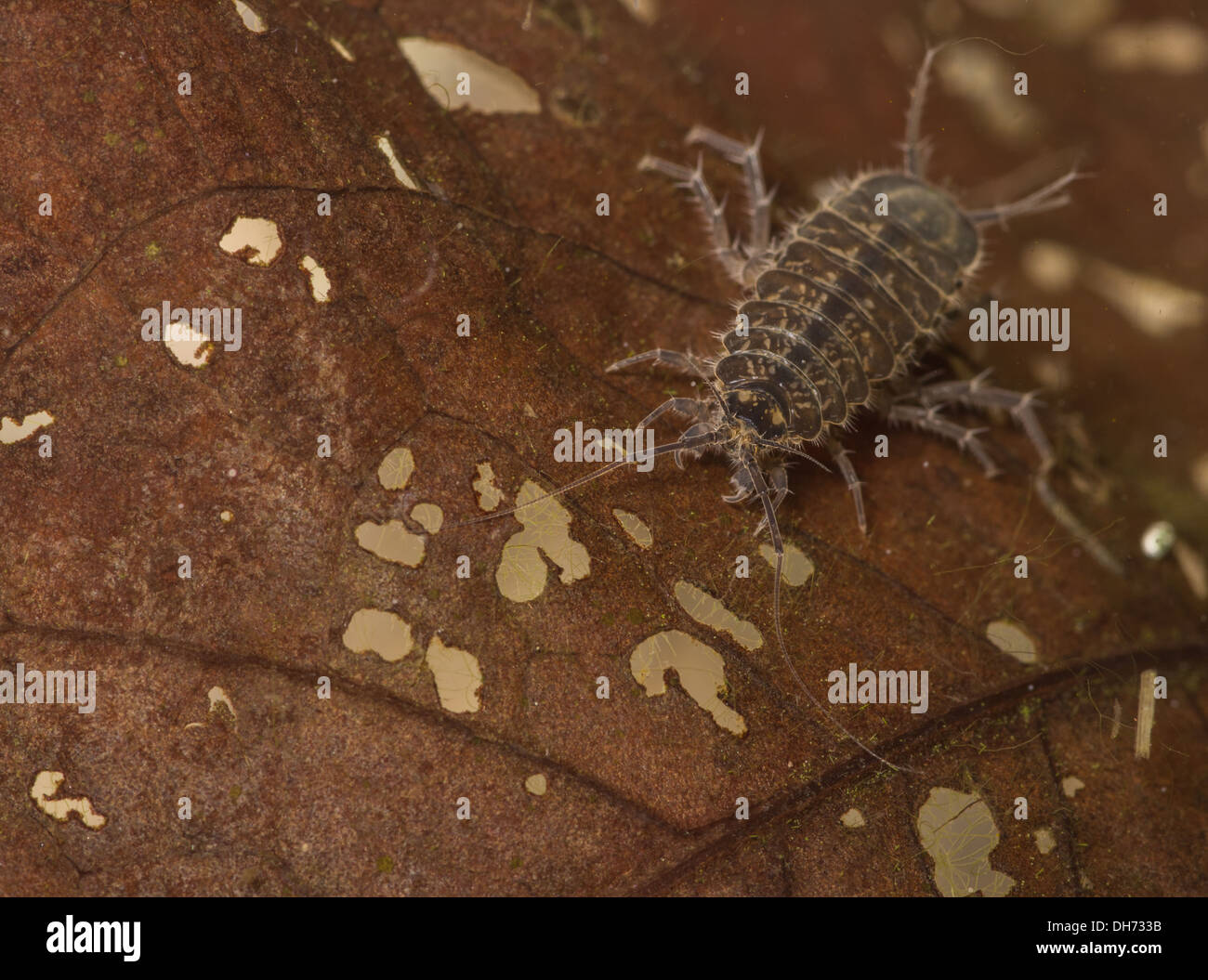 Water hog louse crawling over leaf underwater. Taken in Photographic