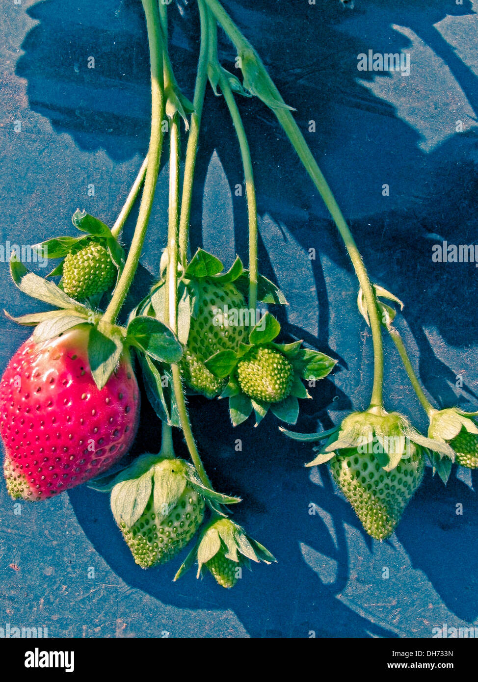Strawberry fruits, Fragaria x ananassa plant Stock Photo - Alamy