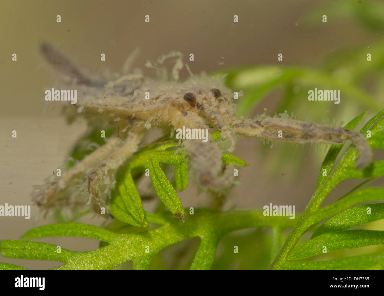 Nepa cinerea water scorpion nymph ater.  Taken in a photographic  aquarium and returned to the wild unharmed Stock Photo