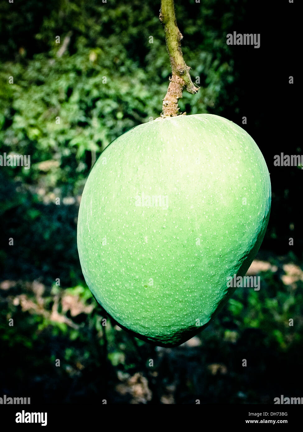 Alphonso mangoes, Mangifera indica L. hanging on a tree, Ratnagiri