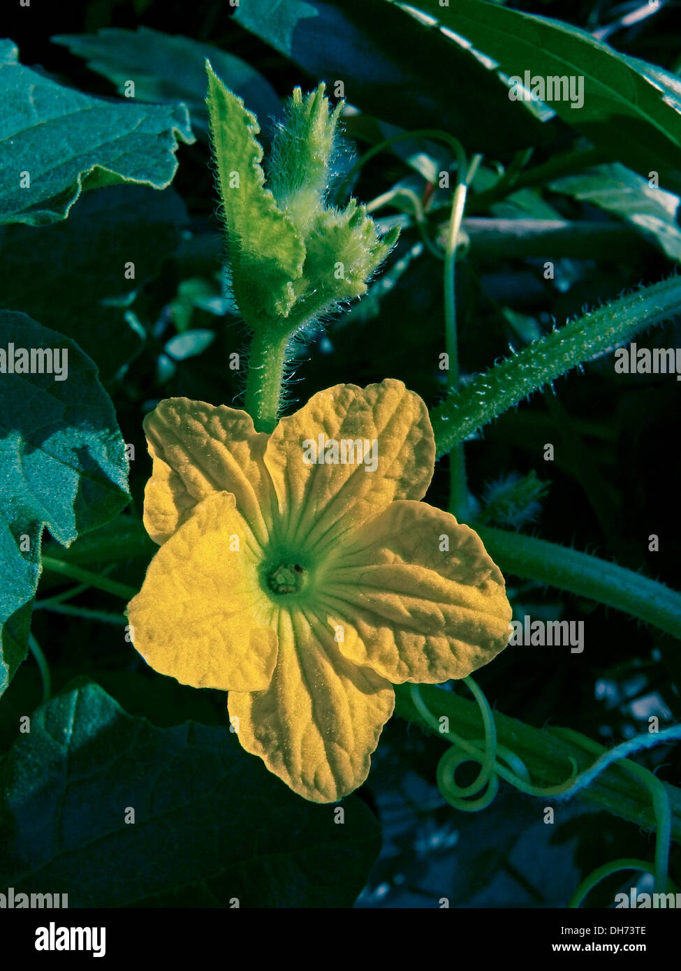 Flower of Musk Melon plant, Cuvumis melo Stock Photo Alamy