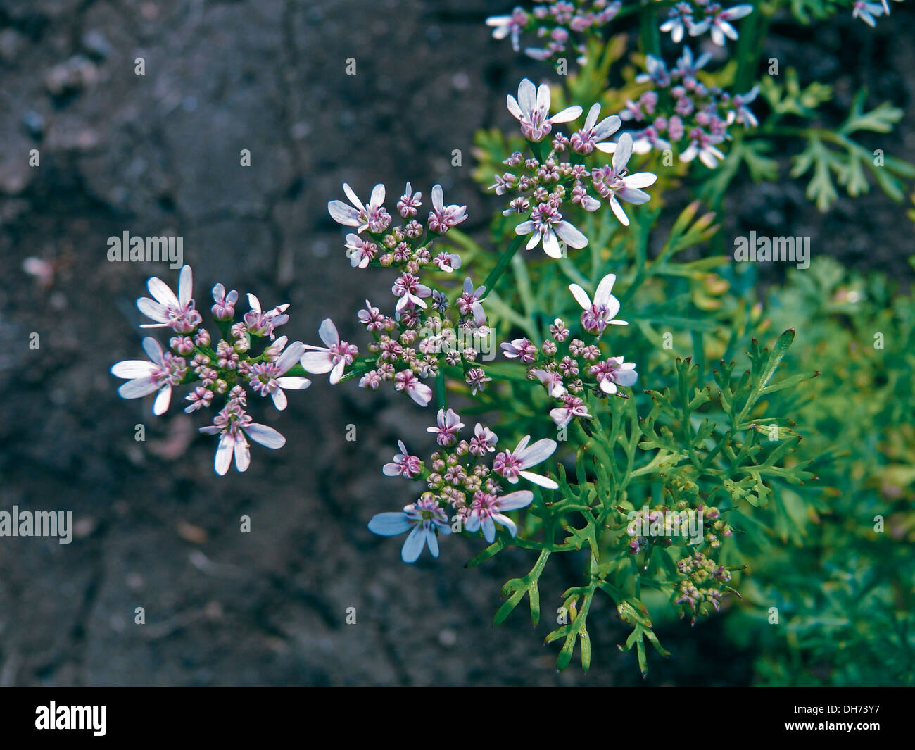 Flowers of Coriander, hara dhania leaves, Coriandrum sativum Stock Photo
