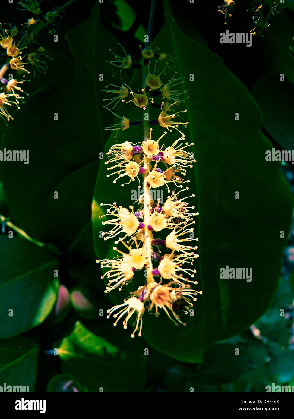 Flowers of Terminalia Chebula. Chebulic Myrobalan Stock Photo