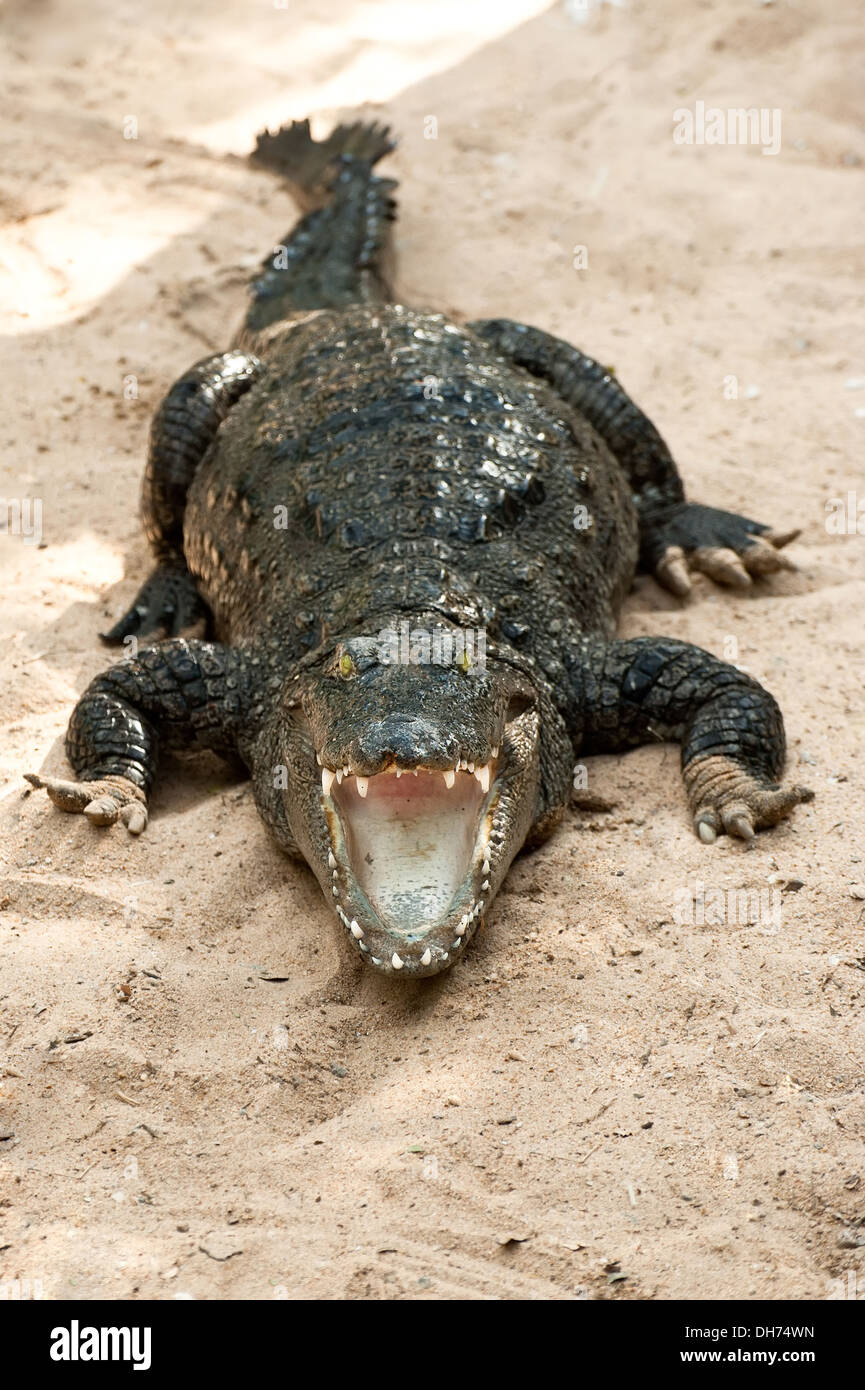 Animals in wild. Crocodile basking in the sun Stock Photo