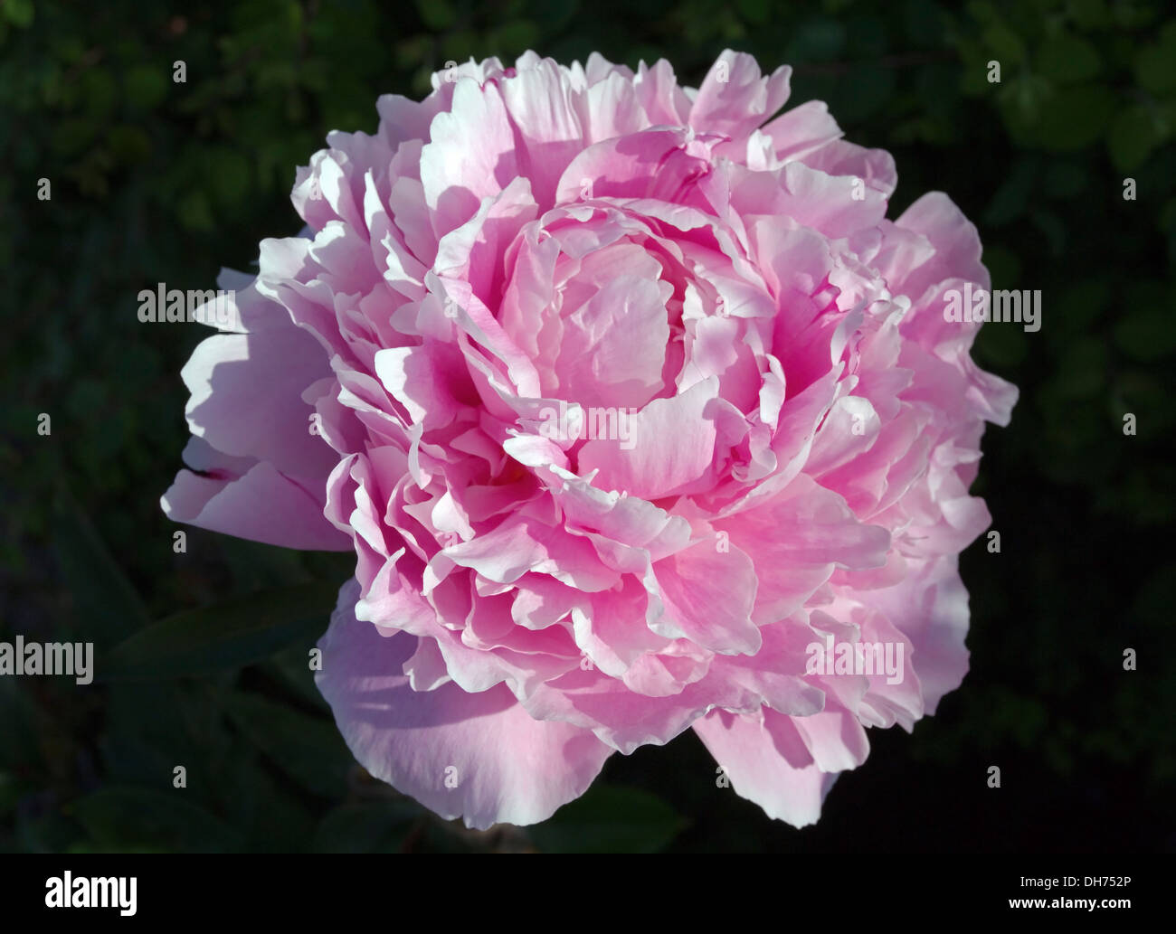 Close up of pink peony in flower against a dark background, early morning sunlight, English garden Stock Photo