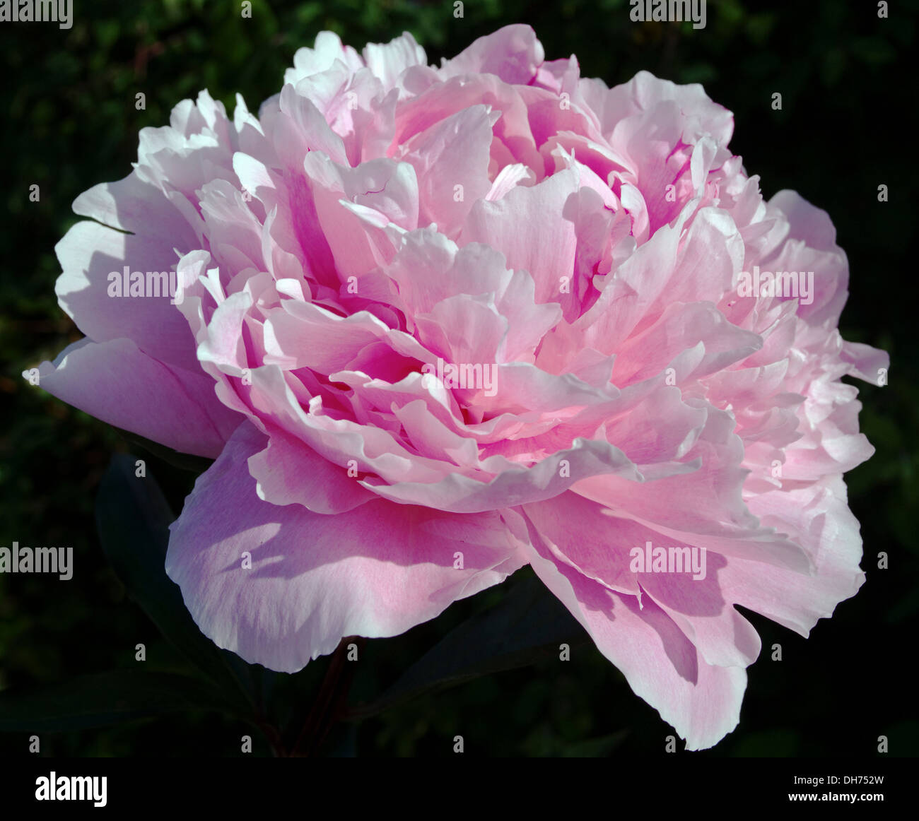 Close up of pink peony in flower against a dark background, early morning sunlight, English garden Stock Photo