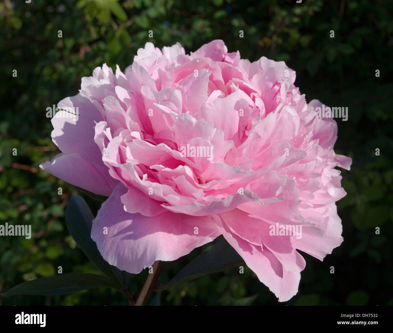 Close up of pink peony in flower against a background of dark foliage, early morning sunlight, English garden Stock Photo