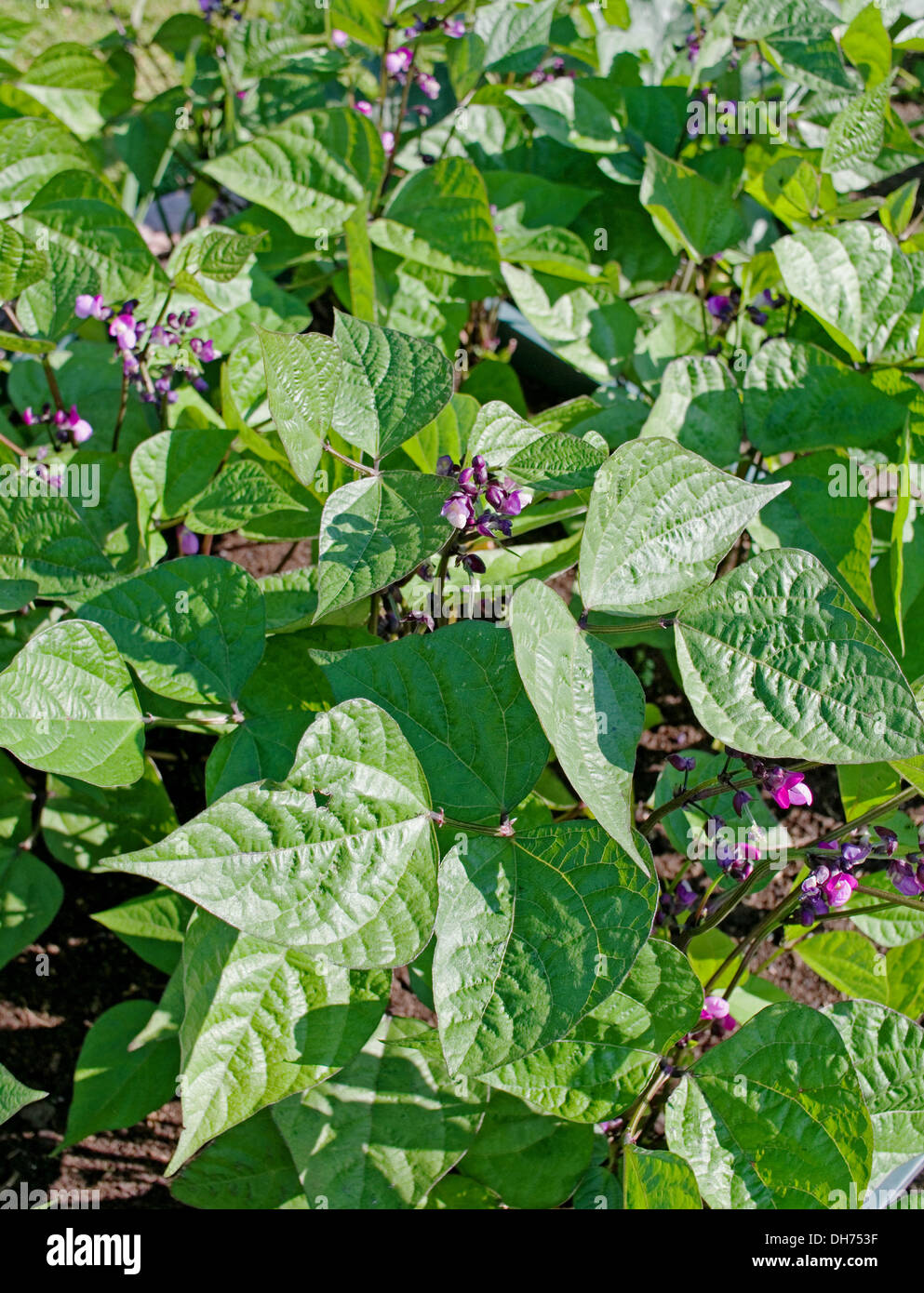 Bed of dwarf French Beans variety Purple Queen in flower growing in summer sunshine in vegetable garden, England UK Stock Photo
