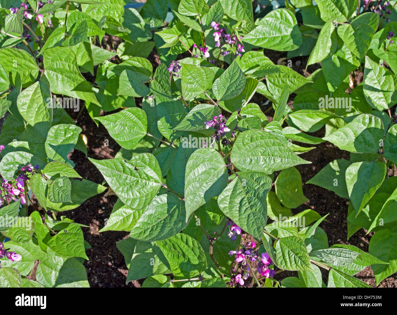 Bed of dwarf French Beans variety Purple Queen in flower growing in summer sunshine in vegetable garden, England UK Stock Photo