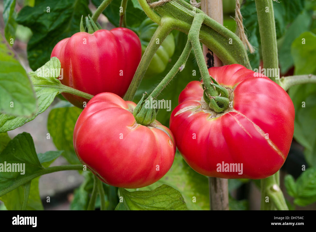 Beefsteak Tomatoes Growing High Resolution Stock Photography and Images