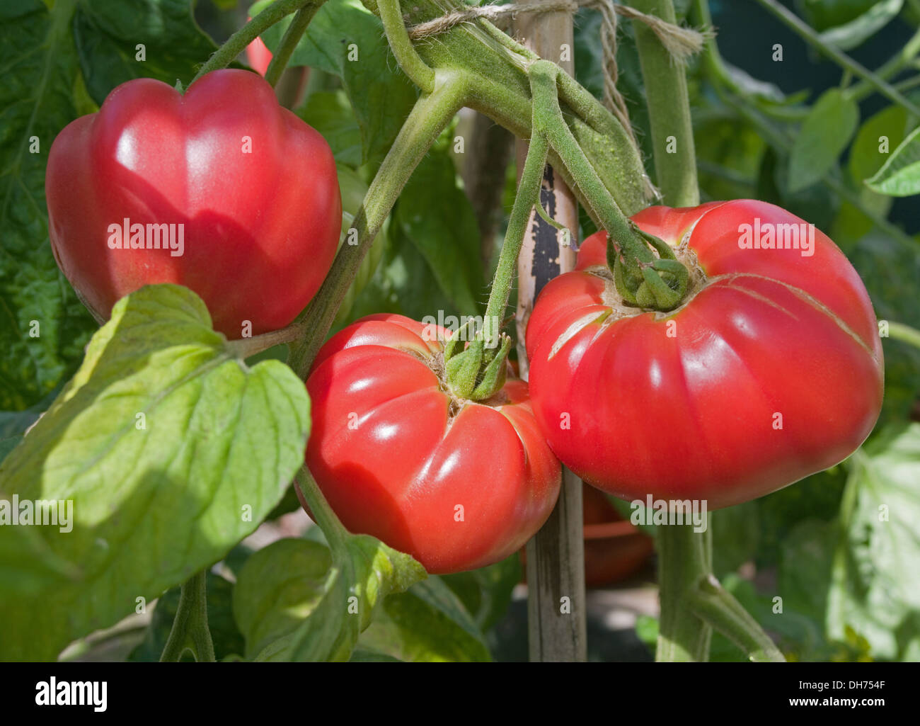 Truss of very large bright red "Brandy Boy" beef tomatoes ripening on