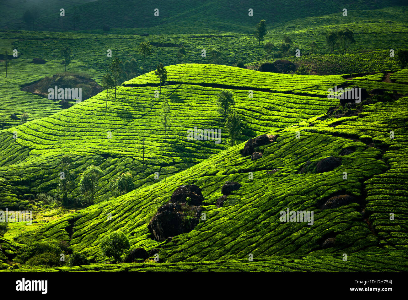 Tea plantation landscape. Munnar, Kerala, India. Nature background Stock Photo