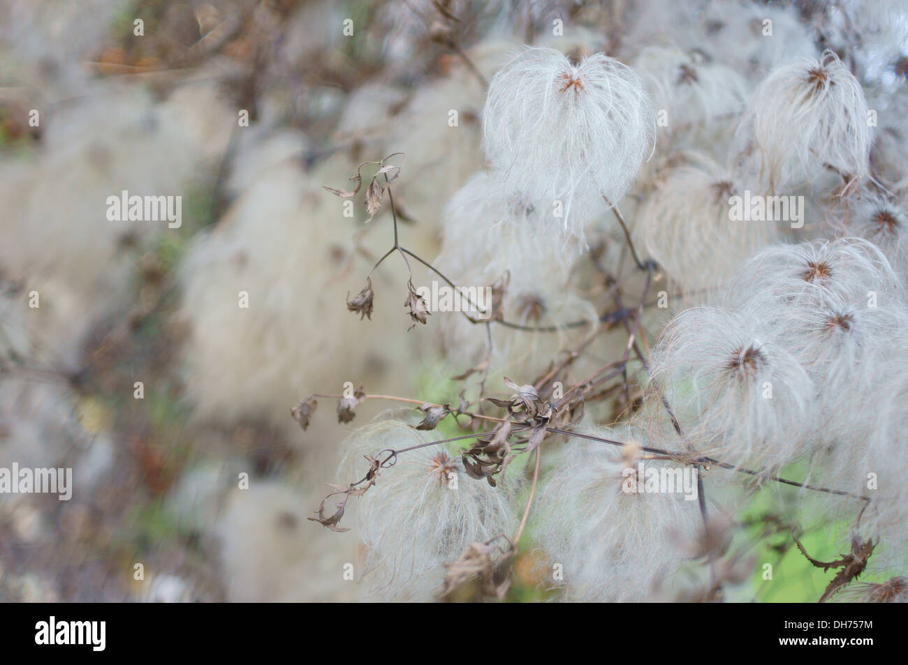 Fluffy seed heads of clematis Stock Photo