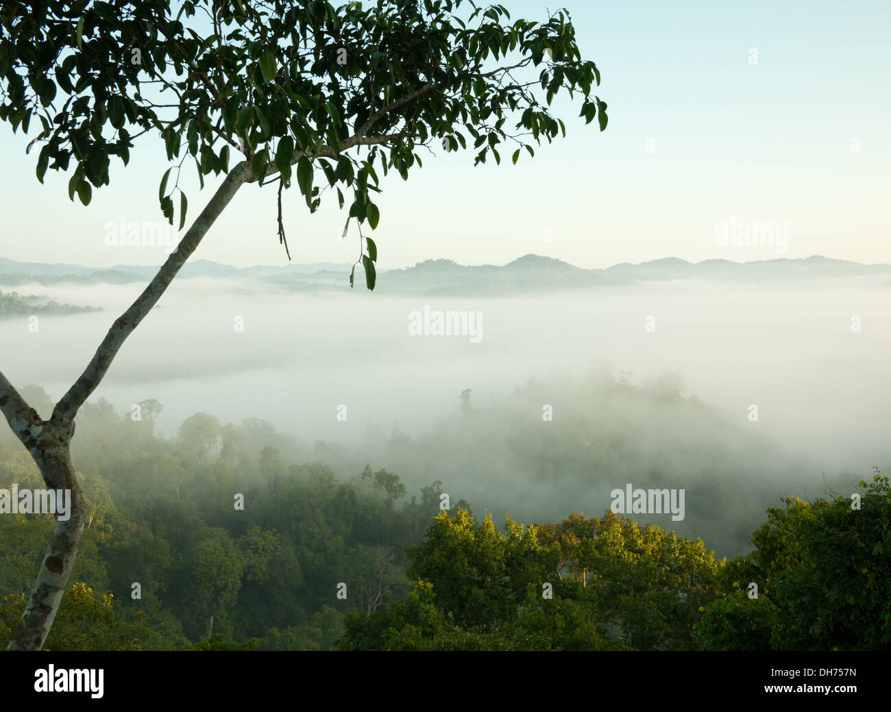 The misty, foggy rainforest in Bokeo Nature Reserve as seen from a treehouse at The Gibbon Experience near Huay Xai, Laos. Stock Photo