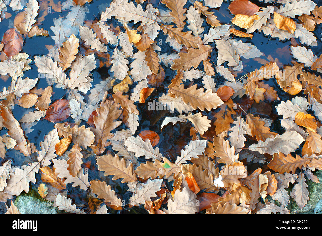 Fallen sessile oak leaves floating on the water Quercus petraea Stock Photo