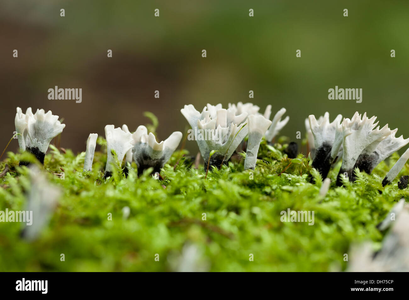 grey group mushroom (Xylaria hypoxylon) on moss Stock Photo