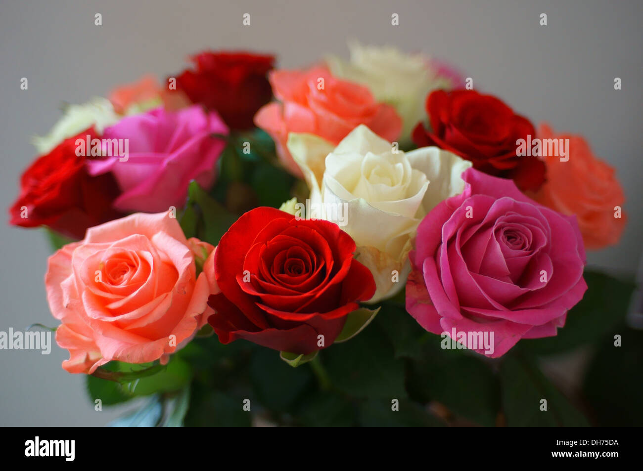 Bunch of pink red white and purple roses Stock Photo