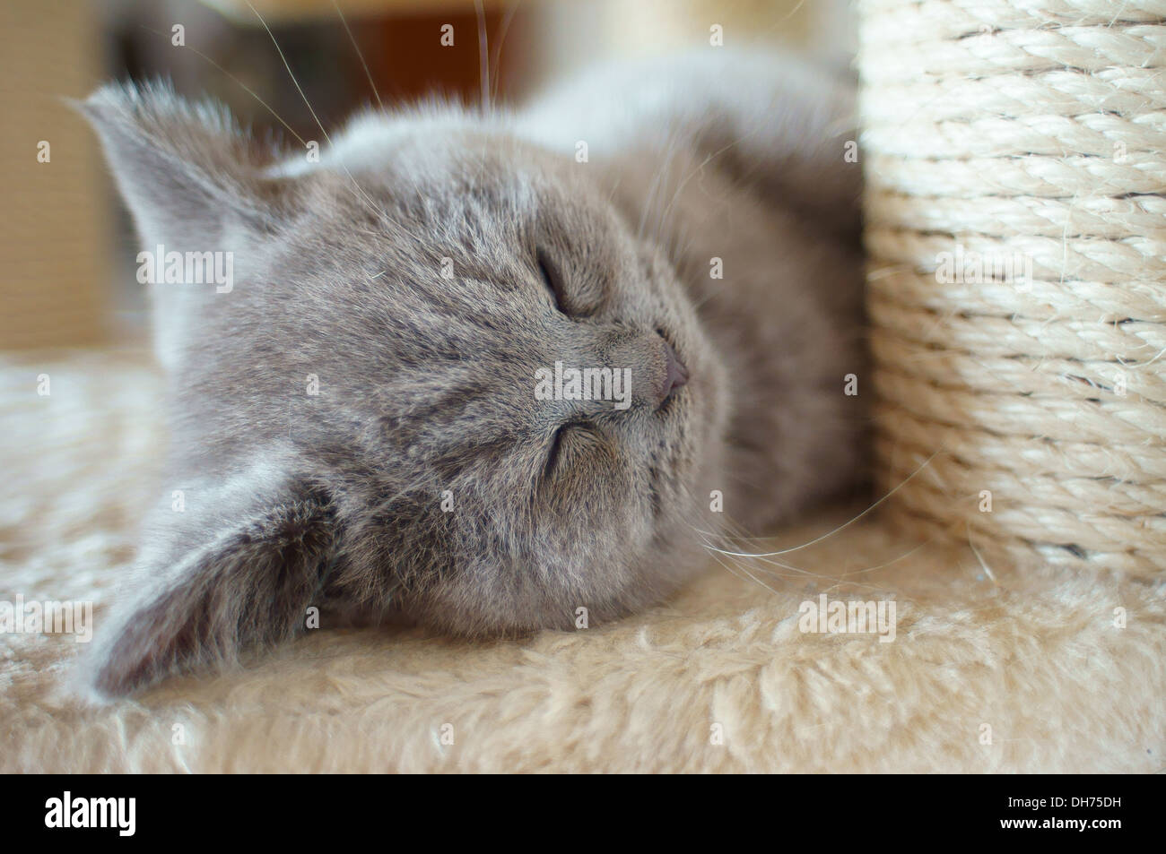 Sweet lilac purple british shorthair kitten sleeping Stock Photo - Alamy