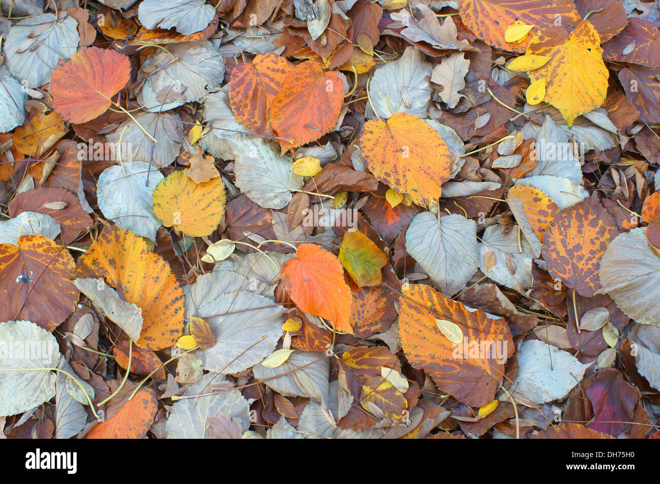 Fallen multicolor leaves of Handkerchief tree Davidia involucrata Stock Photo