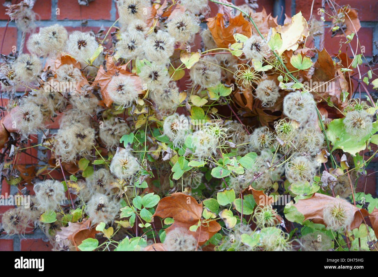 Fluffy seed heads of clematis Stock Photo