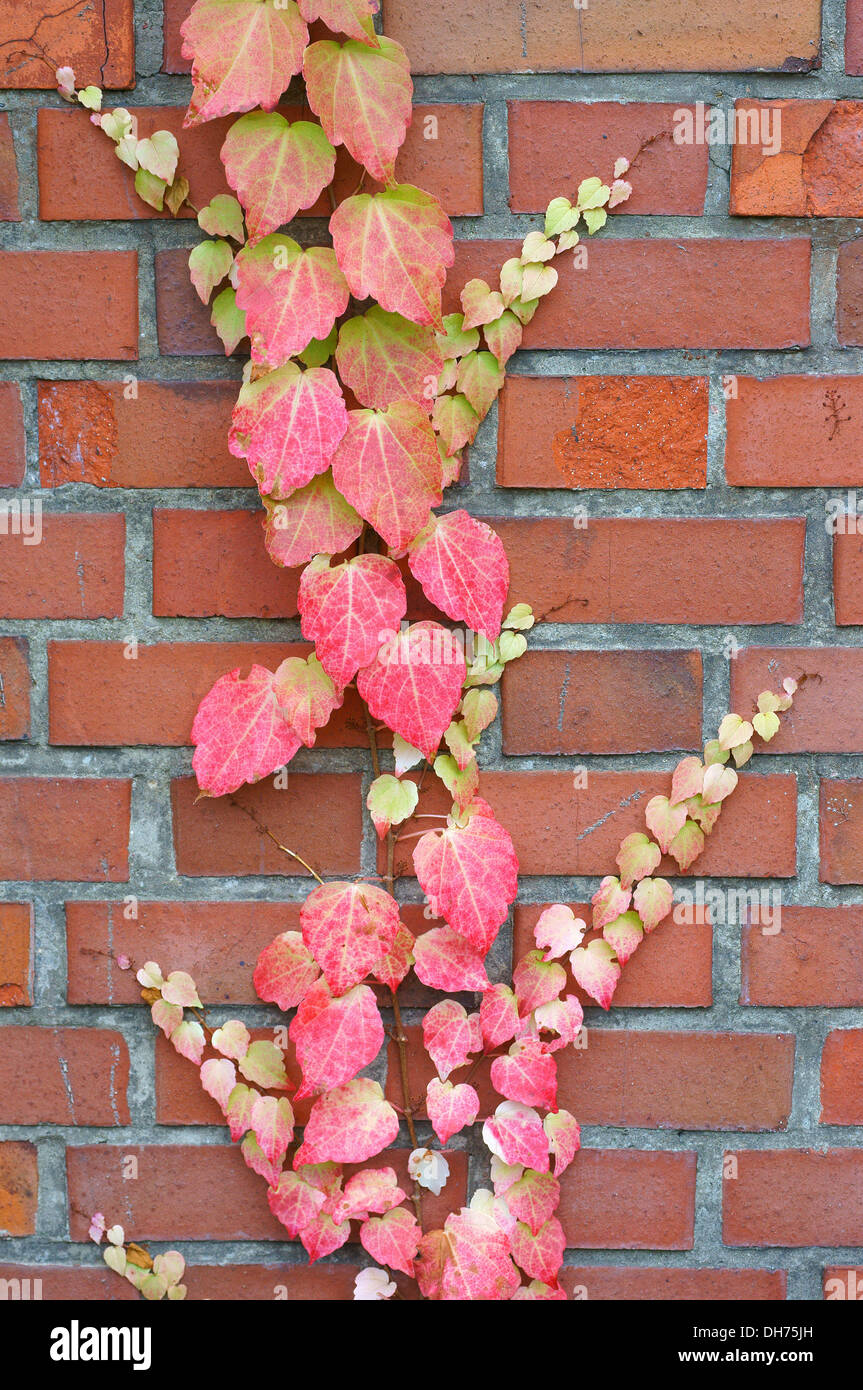 Autumn red yellow creeper on the brick wall Stock Photo