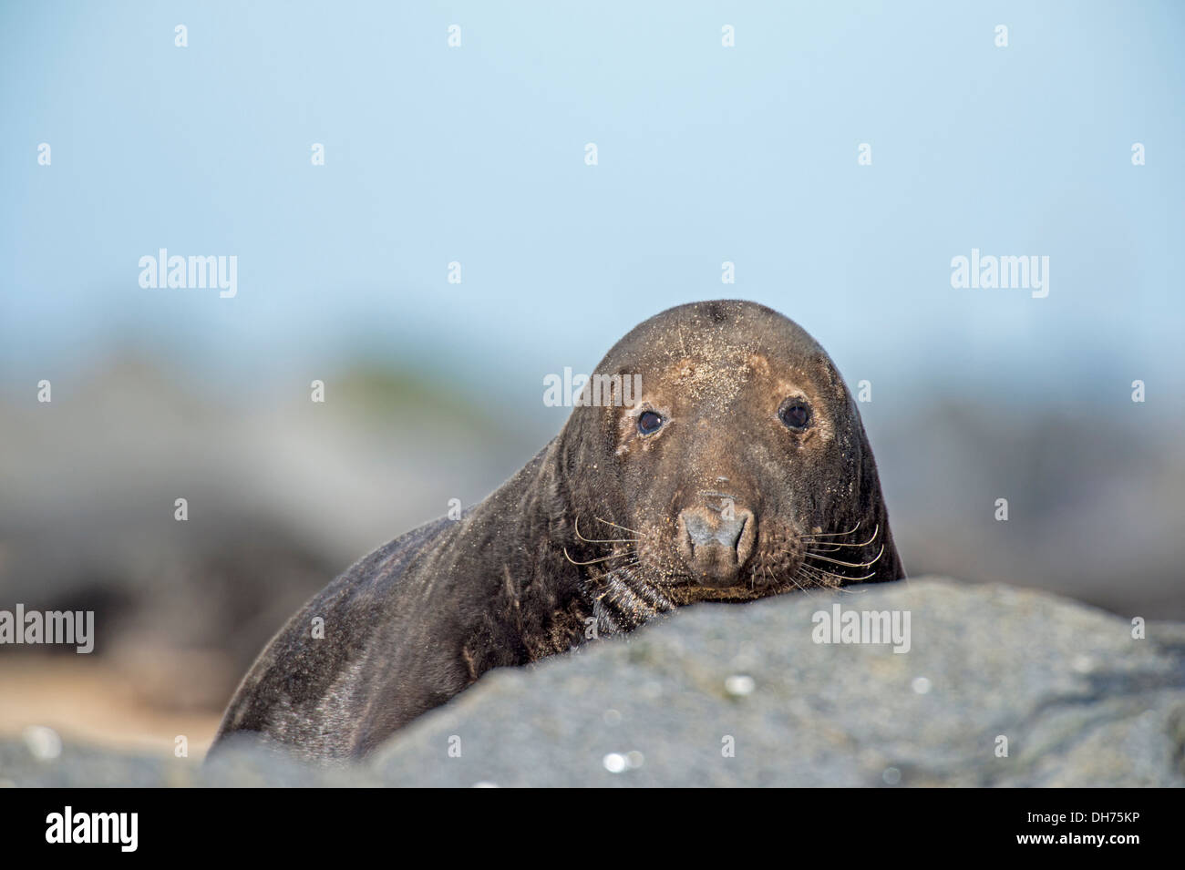 Bull Grey Seal pearing over a rock on a North norfolk beach. Stock Photo