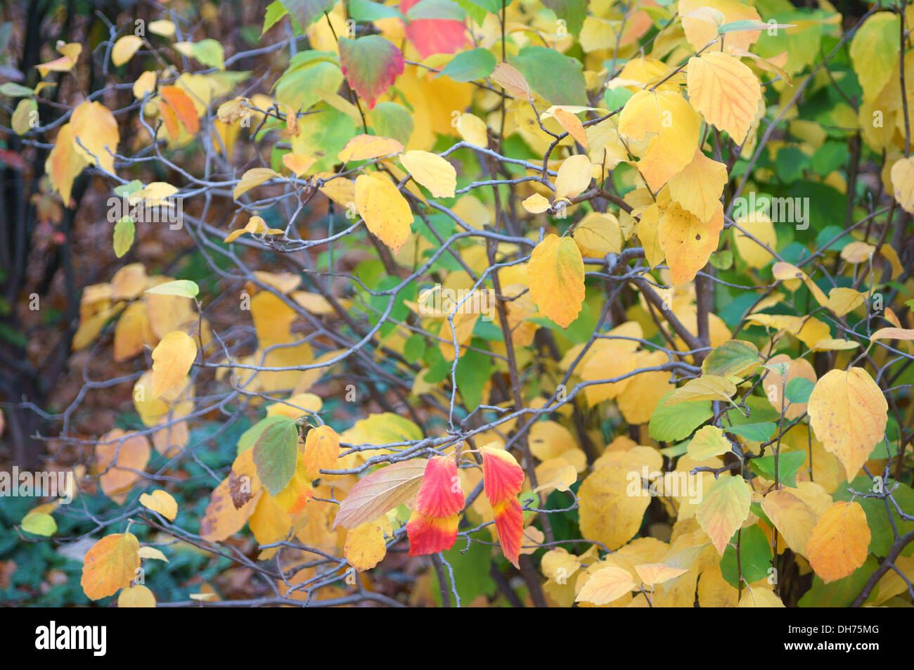 Large fothergilla colorful autumn leaves Fothergilla major Stock Photo