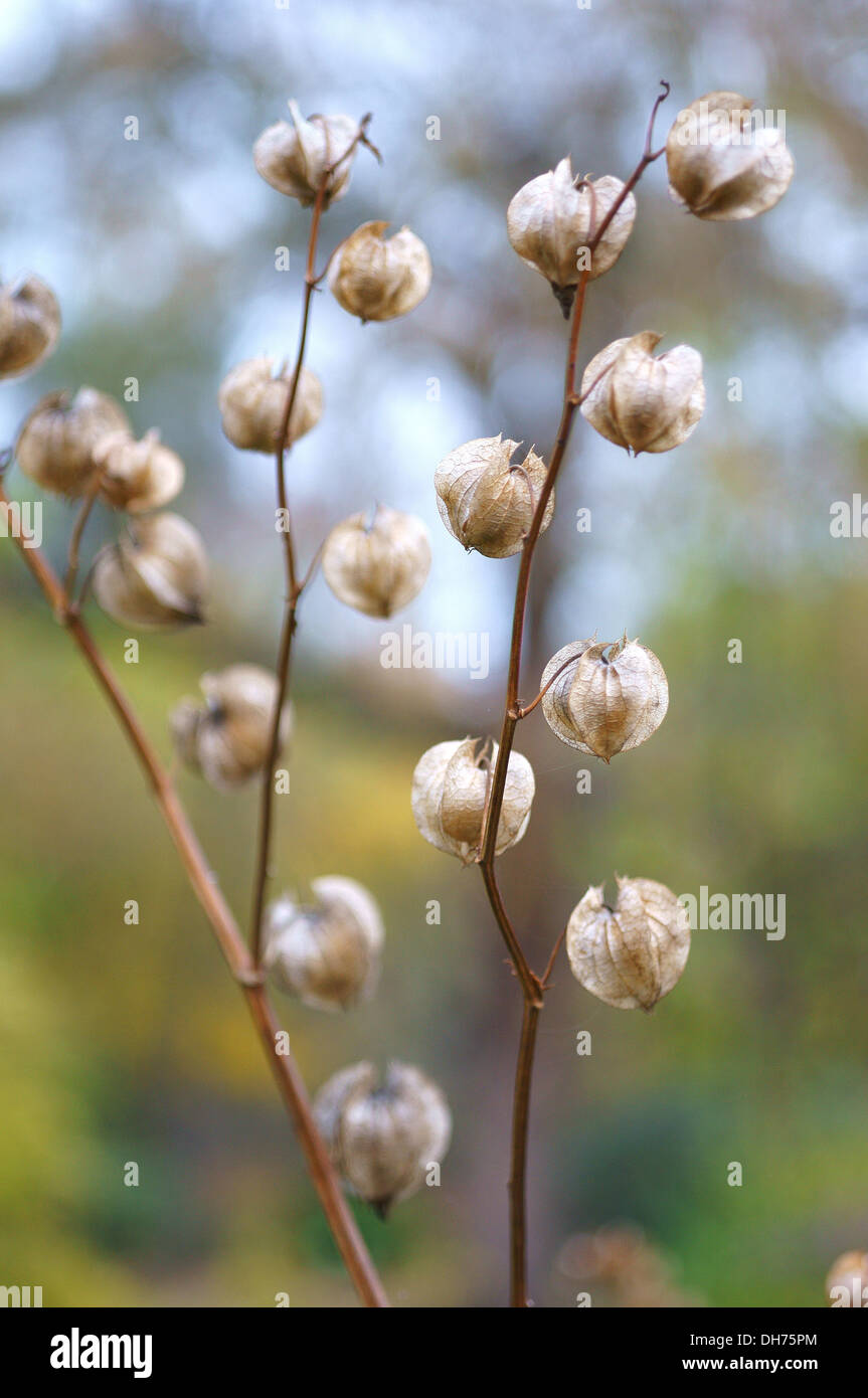 Nicandra physalodes seed heads Stock Photo