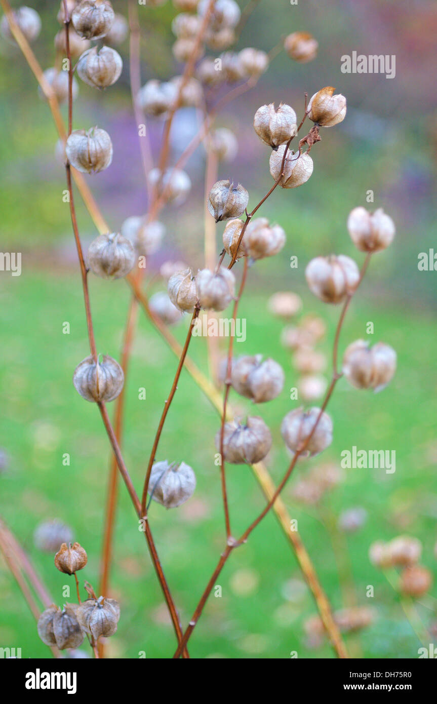 Nicandra physalodes seed heads Stock Photo